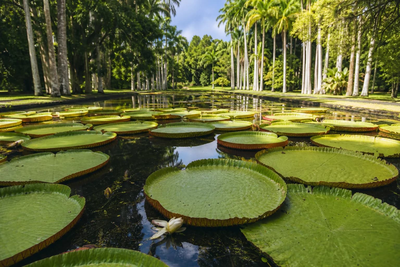 Ботанический сад Памплемюссе — SSR Botanical Garden